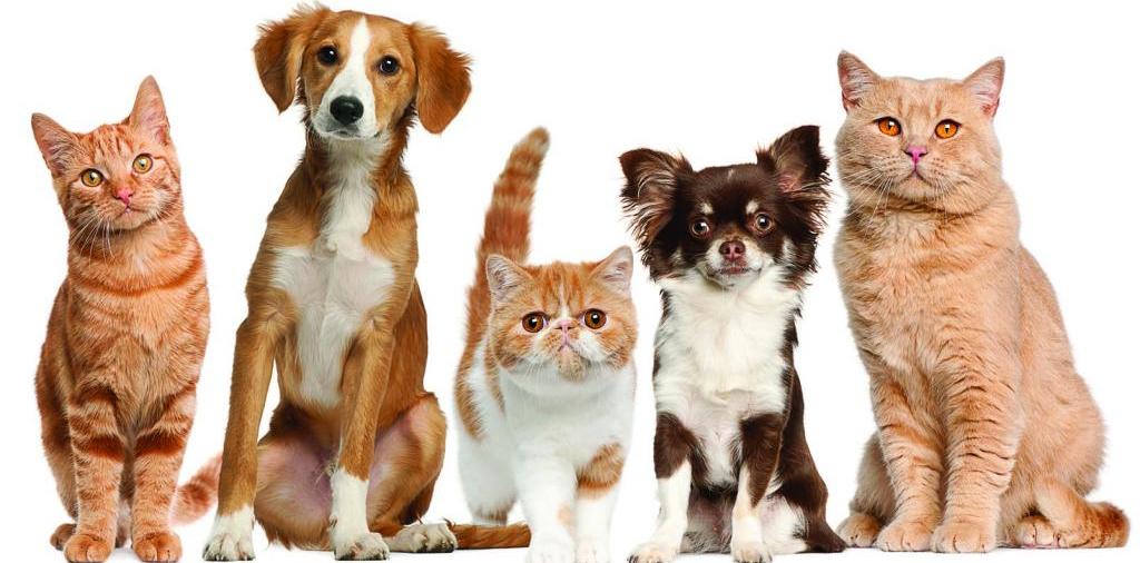 Доска объявлений о животных | ЗооТом - продажа, вязка и услуги для животных в Верещагине