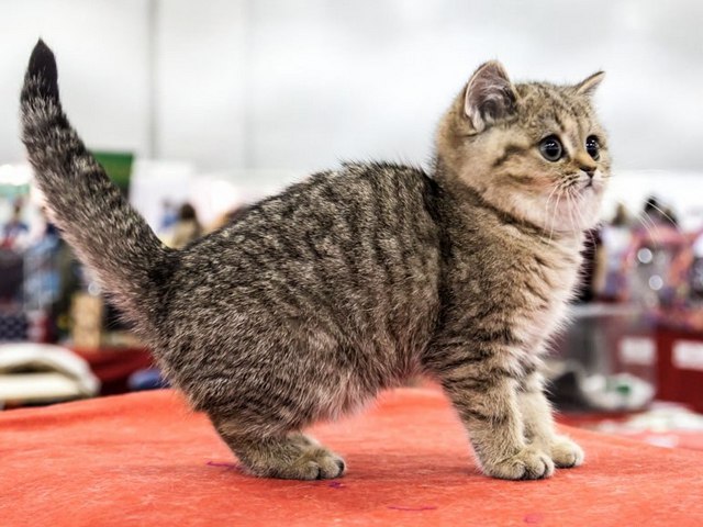 Породы кошек в Верещагине | ЗооТом портал о животных