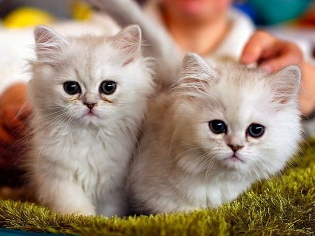 Породы кошек в Верещагине | ЗооТом портал о животных