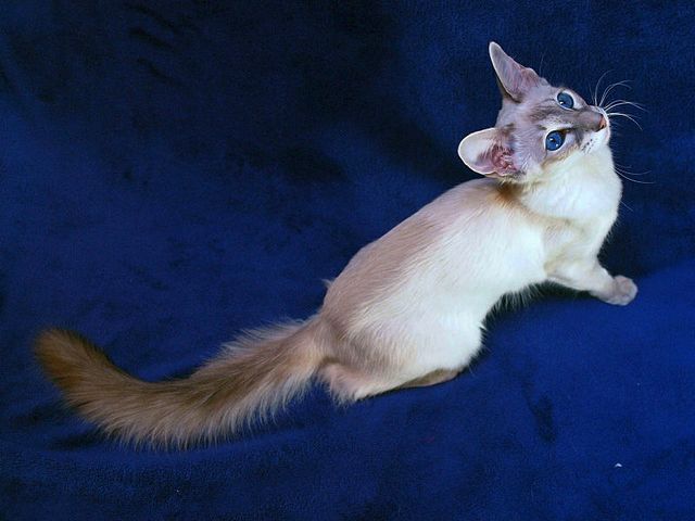 Выведенные породы кошек в Верещагине | ЗооТом портал о животных