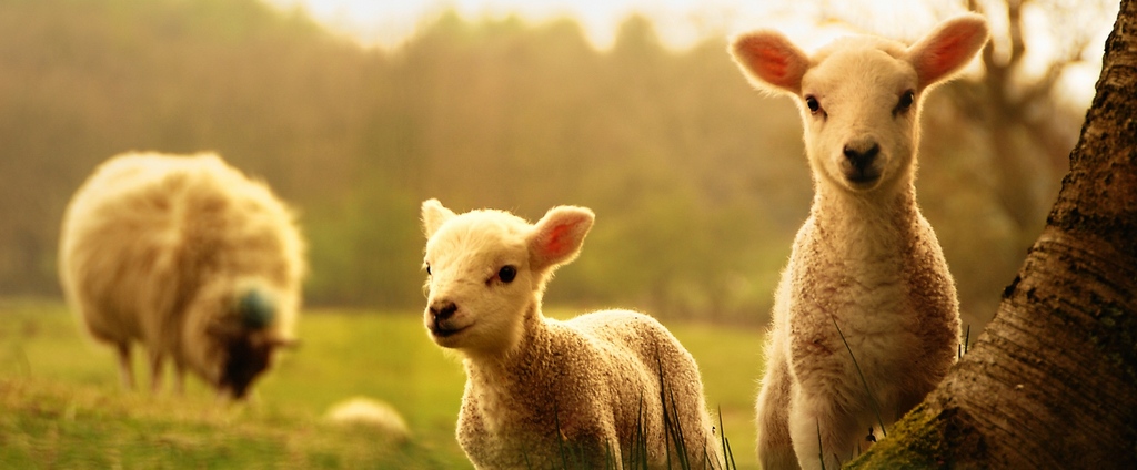 Объявления о сельскохозяйственных животных | ЗооТом - продажа, вязка и услуги для животных в Верещагине