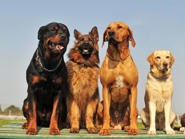 Крупные породы собак в Верещагине | ЗооТом портал о животных