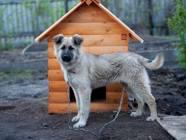 Все о собаках в Верещагине